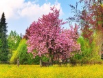 Magnífica magnolia en primavera