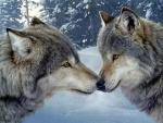 Dos lobos unidos