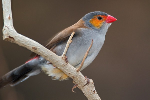 Un pájaro de pico rojo posado en una rama