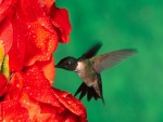 Un colibrí libando en unas flores rojas