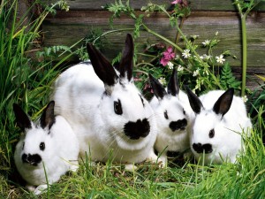 Familia de conejos de color blanco con hocico y orejas negros