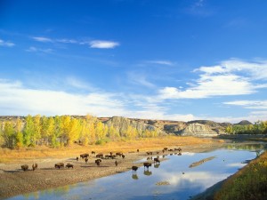 Postal: Bisontes americanos junto a un río