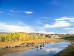 Bisontes americanos junto a un río