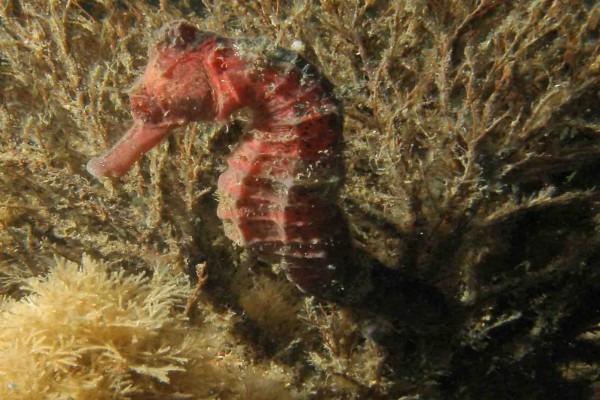 Caballito de mar rojo entre plantas marinas