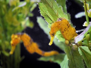 Hipocampo entre las hojas artificiales de un acuario