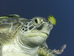 Un pequeño pez amarillo nadando junto a una gran tortuga marina
