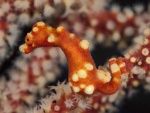 Un Hippocampus bargibanti (caballito de mar pigmeo)