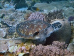Una joven tortuga marina
