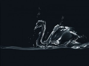 Un cisne de agua