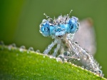 Una libélula cubierta de pequeñas gotas de agua