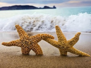 Dos estrellas de mar en la arena de una playa