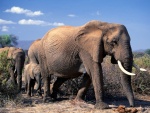 Elefantes africanos caminando
