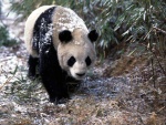 Nieve sobre el oso panda