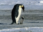 Un gran pingüino junto a un polluelo