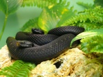 Dos serpientes negras