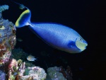 Un pez azul cerca de las rocas marinas