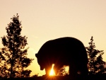Un gran oso caminando al atardecer