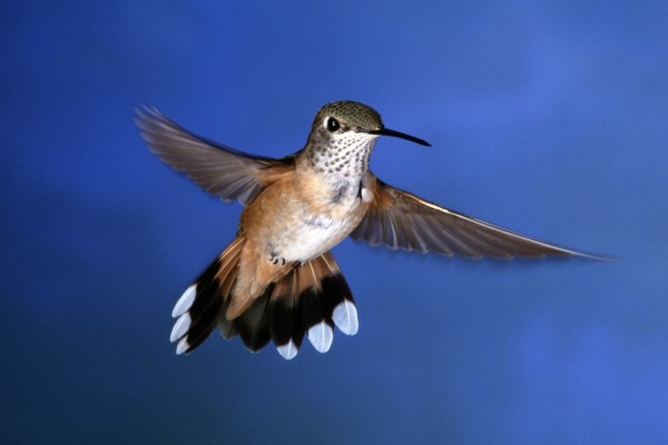 Un colibrí en el aire