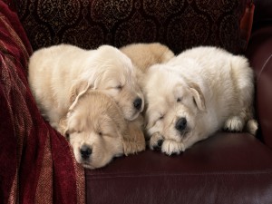Perros dormidos sobre un sofá