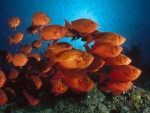 Un banco de peces naranjas