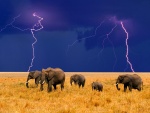 Elefantes huyendo de la tormenta