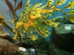 Un dragón de mar amarillo