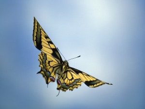 Las alas desplegadas de una mariposa