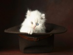 Un gato con ojos de distinto color dentro de un sombrero