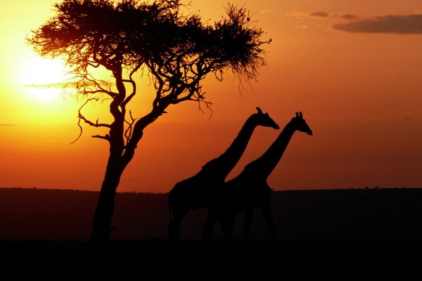 Dos jirafas caminando al atardecer