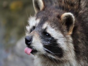 Un mapache sacando la lengua