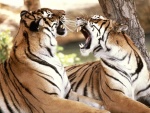Dos tigres mostrándose los colmillos