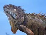 Una iguana