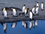 Pingüinos rey junto a la orilla