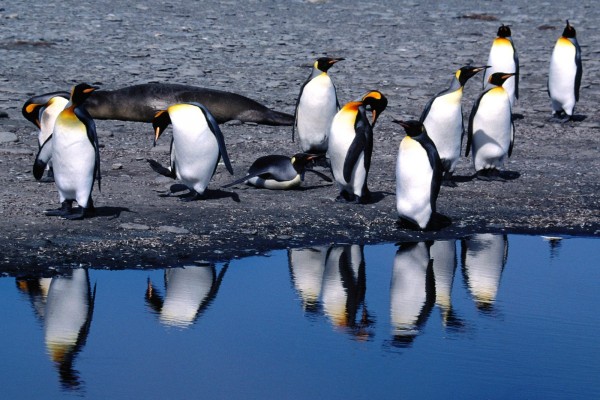Pingüinos rey junto a la orilla