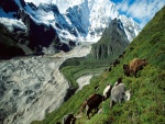 Vacas en la ladera de la montaña
