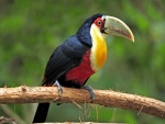 Tucán bicolor posado en una rama