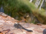 Libélula posada en una roca