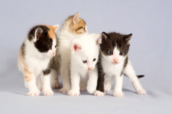 Cuatro gatitos