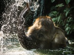 Elefante jugando en el agua