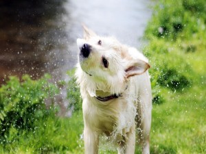 Un lindo perro que se sacude el agua