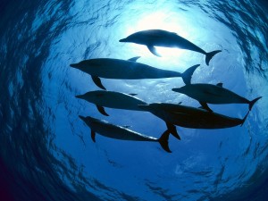 Delfines nadando cerca de la superficie