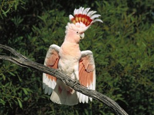 Postal: Cacatua con bellas plumas en la cabeza
