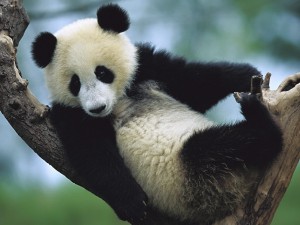 Un oso panda acomodado en un árbol