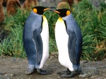 Dos pingüinos rey cara a cara