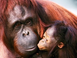 Orangután bebe de Sumatra con su madre