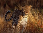 Un leopardo iluminado por el sol del atardecer