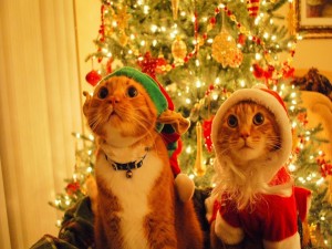 Gatos disfrazados junto al árbol de Navidad