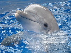 Delfín en la superficie del agua