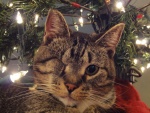 Un gato guiñando un ojo junto a las luces de Navidad