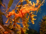Un dragón de mar naranja